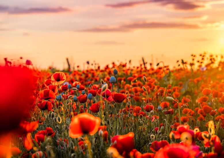 Field of poppies at sunset