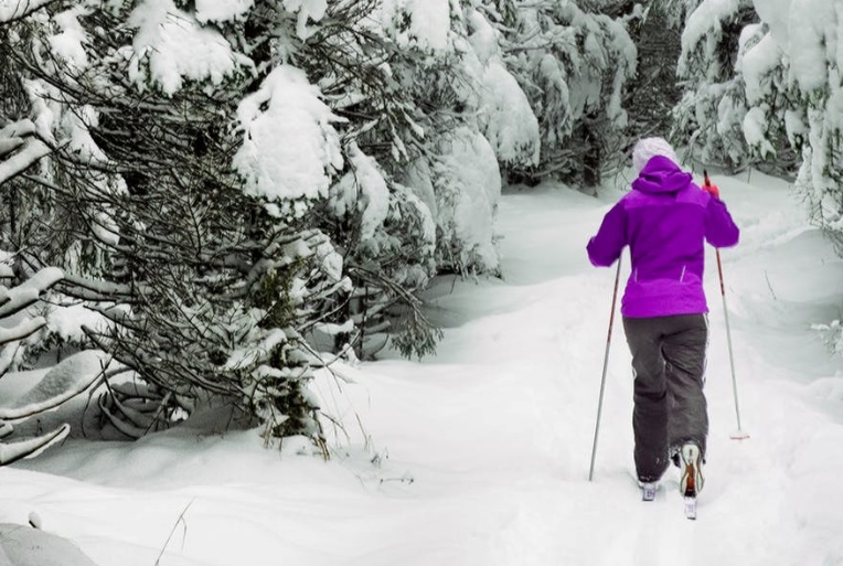 Cross country skier wearing purple top moves away into Pine tree forest